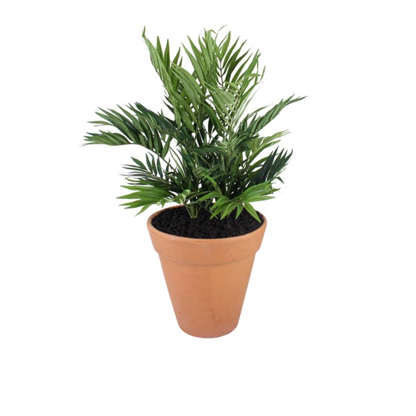 Parlour Palm Bush in a terracota pot PLT040