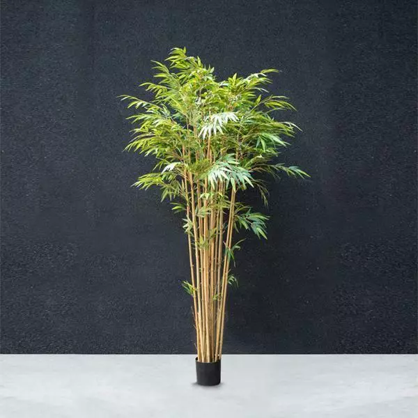 Bamboo Tree – 2.2M Bamboo Tree - 2.2M
