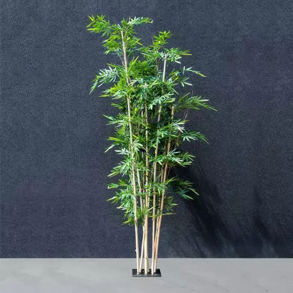 Bamboo Tree – 3.5M Bamboo Tree - 3.5M