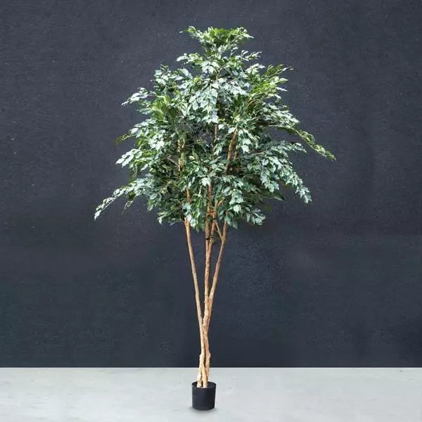 Ficus Tree – 3M Ficus Tree - 3M