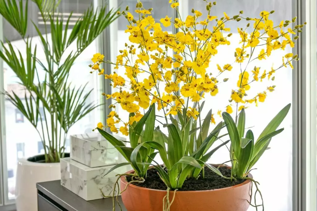 Yellow orchid arrangment