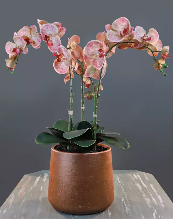Mauve Phalaenopsis Orchids in terracotta pot.
