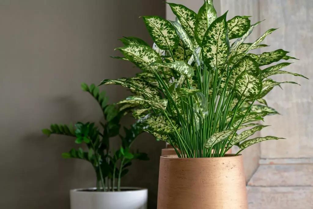 Aglaonema Silver Queen