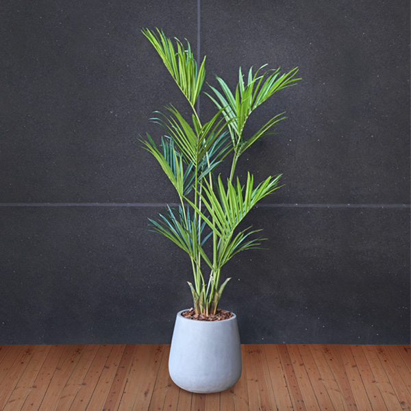 Kentia Palm in Grey Planter