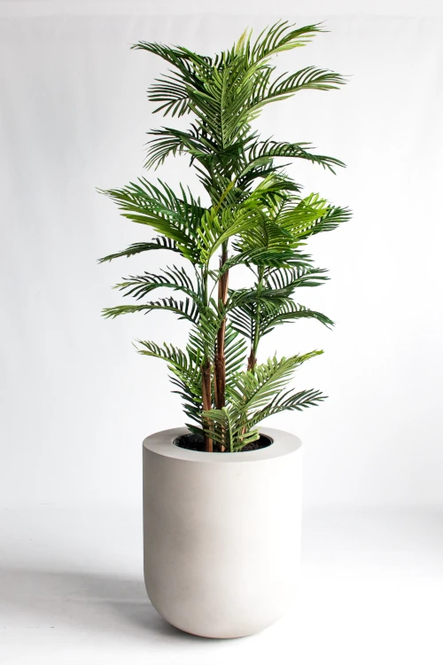 areca palm tree in medium grey concrete pill planter