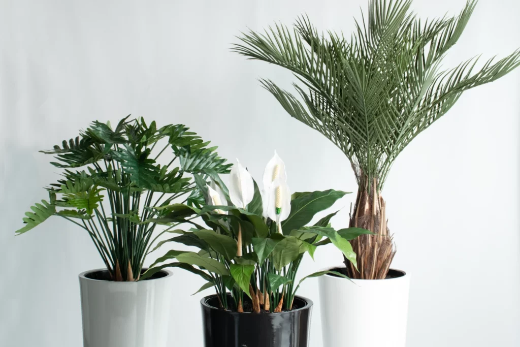 Office Trees, Plants and Greenery