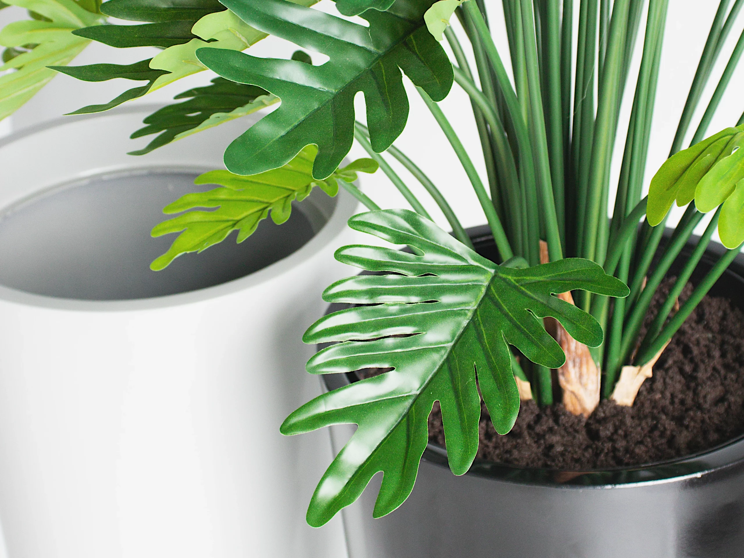 Monstera Plant in a liner, easy transfer to another planter.