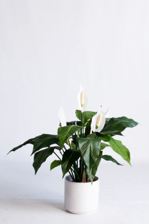 Peace lily in white ceramic pot